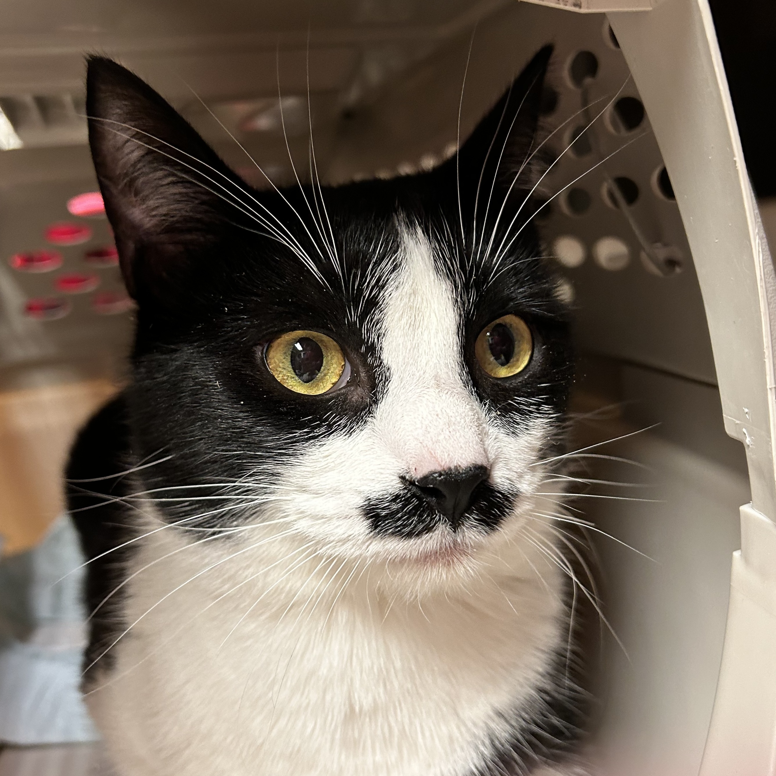 Charlie Chaplan, an adoptable Domestic Short Hair in Santa Fe, NM, 87501 | Photo Image 2