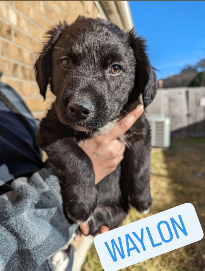 German shepherd flat coated best sale retriever mix