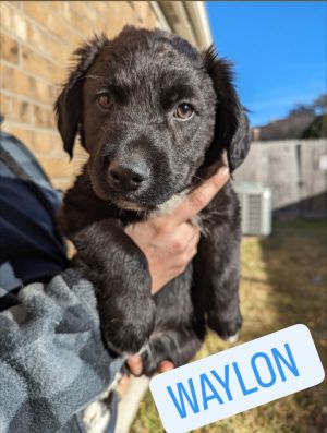 Petfinder flat 2025 coated retriever