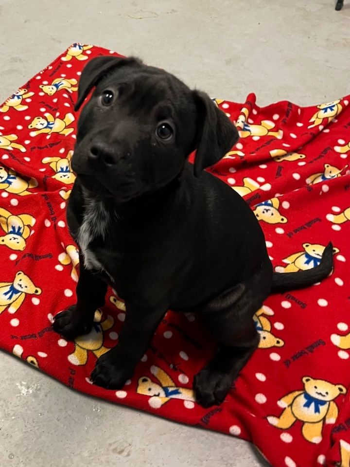 Puppies female, an adoptable Mixed Breed in Big Rapids, MI_image-1