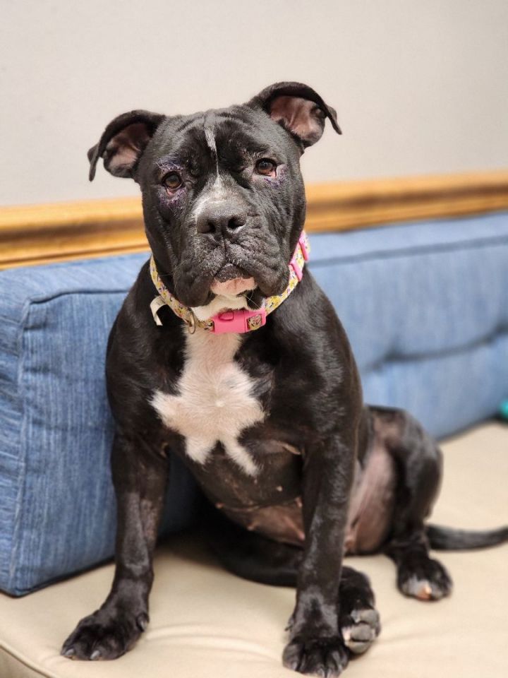 Halle , an adoptable Staffordshire Bull Terrier Mix in Cypress, TX_image-5