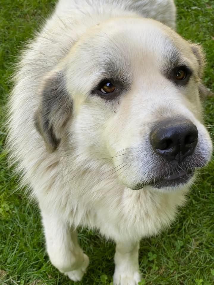 Dog for adoption - Simba, a Great Pyrenees in Wadsworth, OH | Petfinder