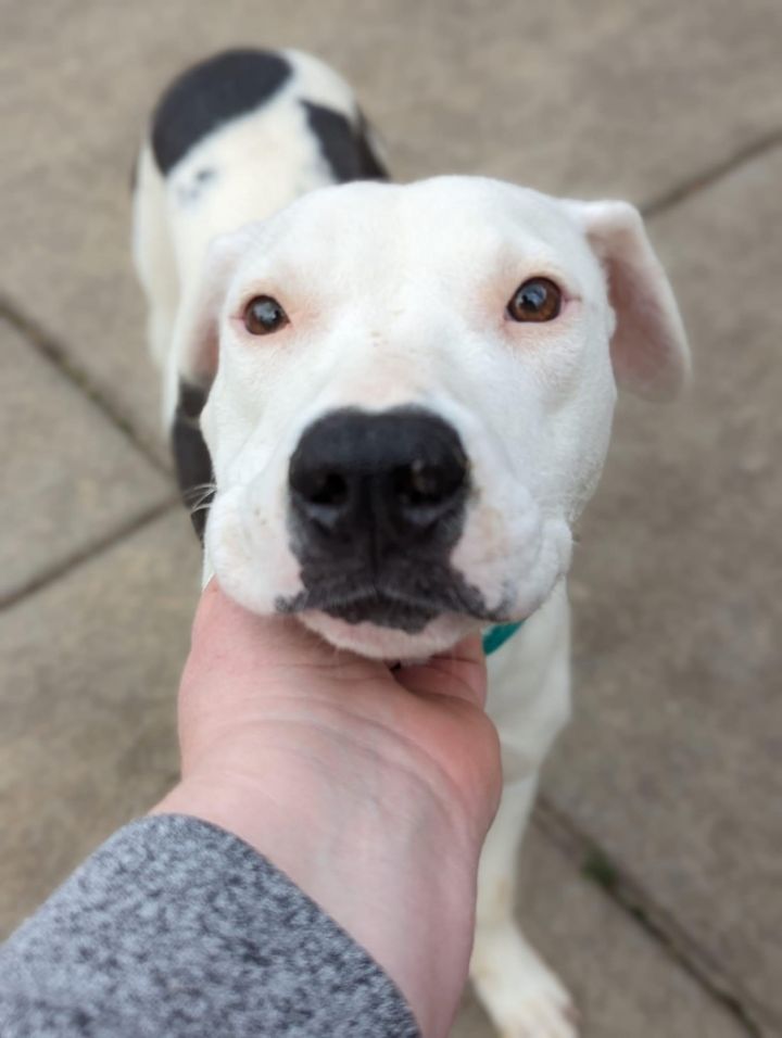 Dog For Adoption - Calista, A Pit Bull Terrier Mix In Crystal Lake, Il 