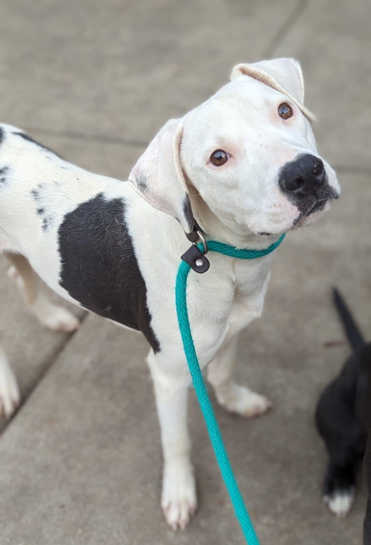 Dog for adoption - Calista, a Pit Bull Terrier Mix in Crystal Lake, IL ...