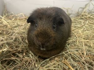 Can guinea pigs have peanut butter sale