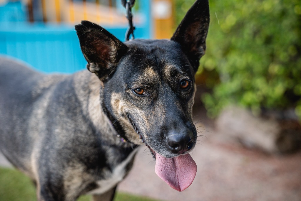 Lassie, an adoptable German Shepherd Dog, Dutch Shepherd in Anacortes, WA, 98221 | Photo Image 1