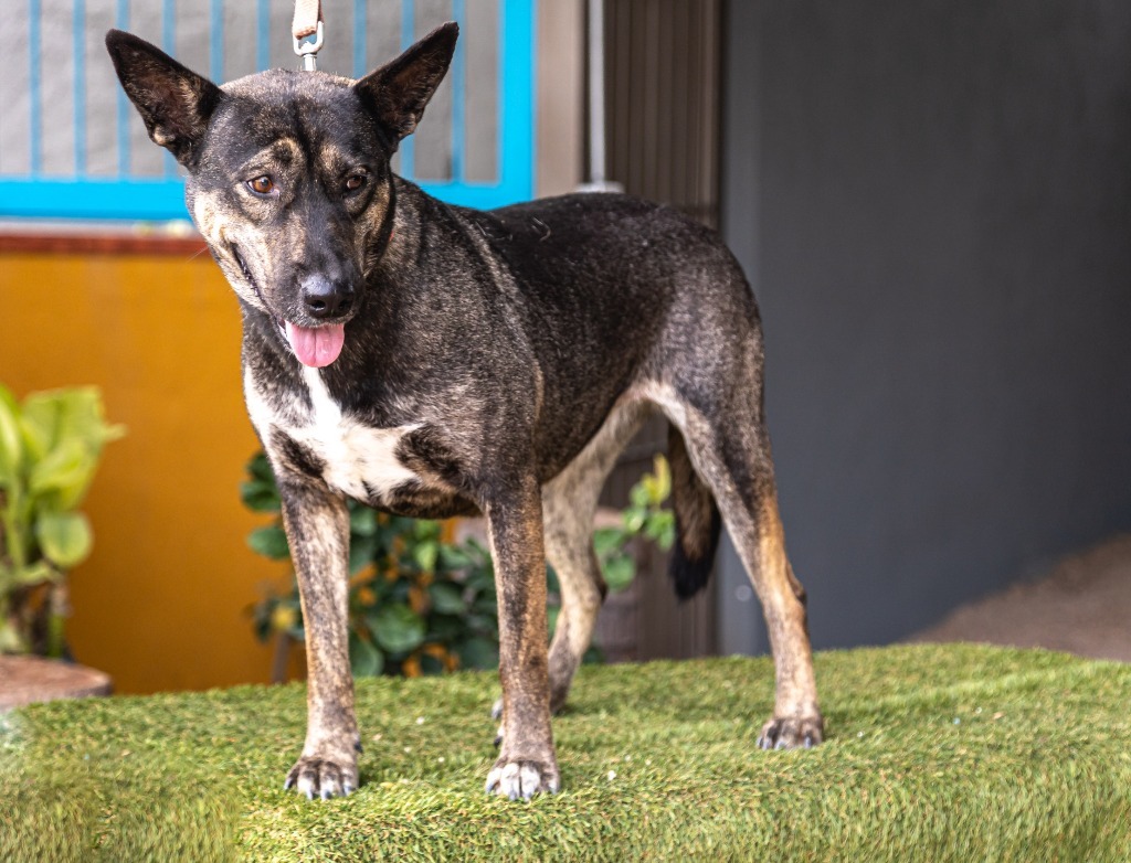 Lassie, an adoptable German Shepherd Dog, Dutch Shepherd in Anacortes, WA, 98221 | Photo Image 2