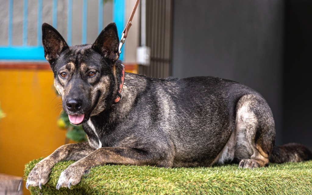 Lassie, an adoptable German Shepherd Dog, Dutch Shepherd in Anacortes, WA, 98221 | Photo Image 3