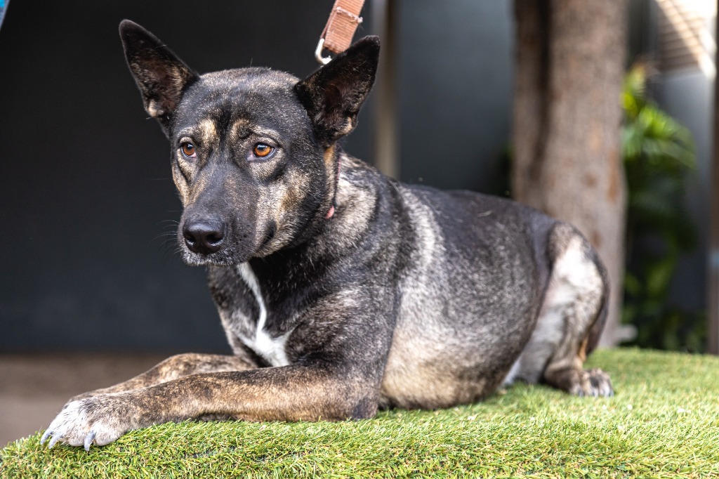 Lassie, an adoptable German Shepherd Dog, Dutch Shepherd in Anacortes, WA, 98221 | Photo Image 4