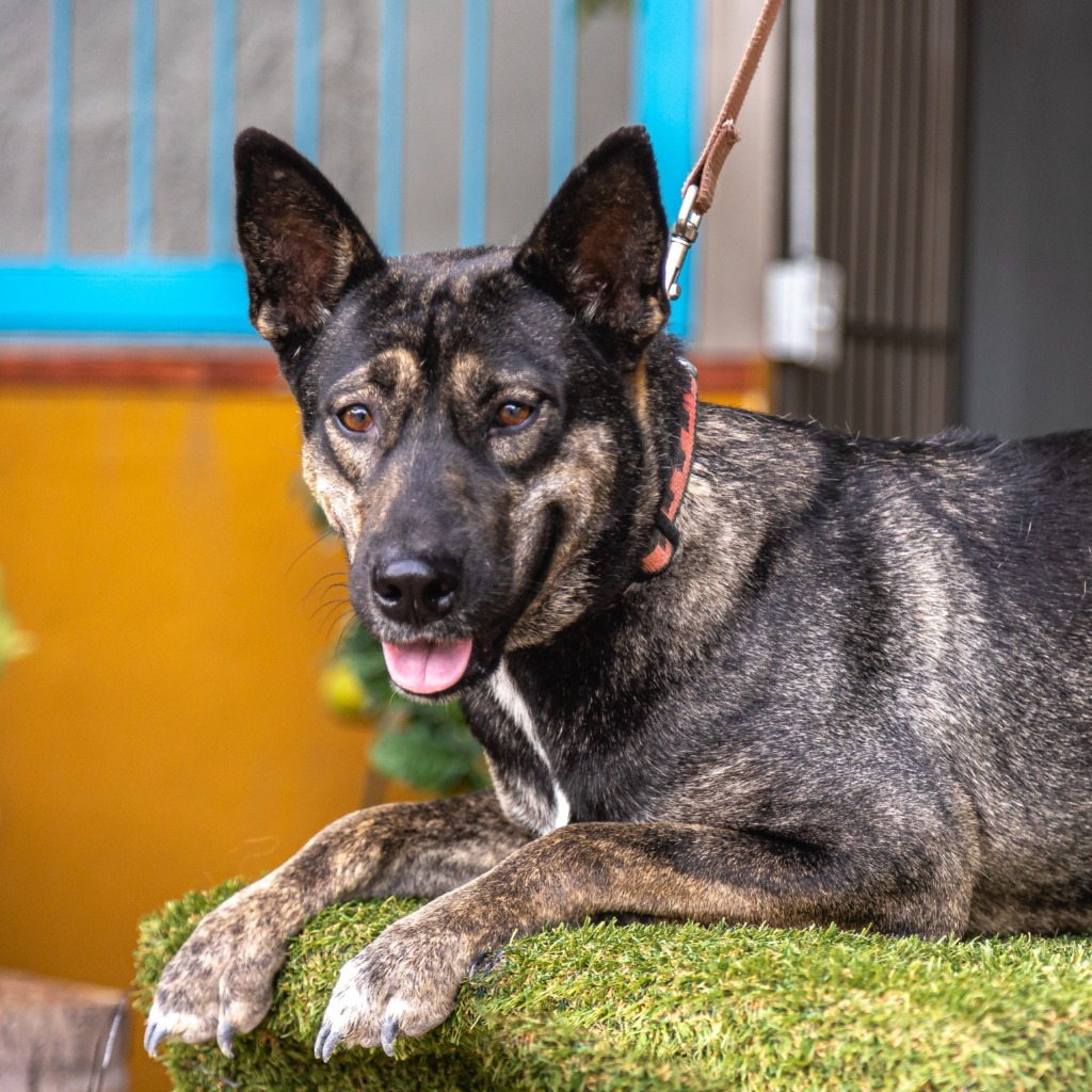 Lassie, an adoptable German Shepherd Dog, Dutch Shepherd in Anacortes, WA, 98221 | Photo Image 4
