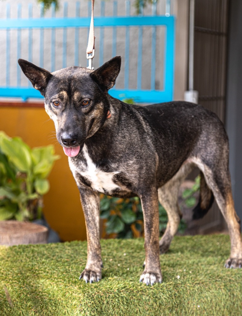 Lassie, an adoptable German Shepherd Dog, Dutch Shepherd in Anacortes, WA, 98221 | Photo Image 6