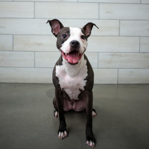 Tai, an adoptable Pit Bull Terrier in West Jordan, UT, 84084 | Photo Image 1