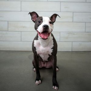 Tai, Adult Female Pit Bull Terrier