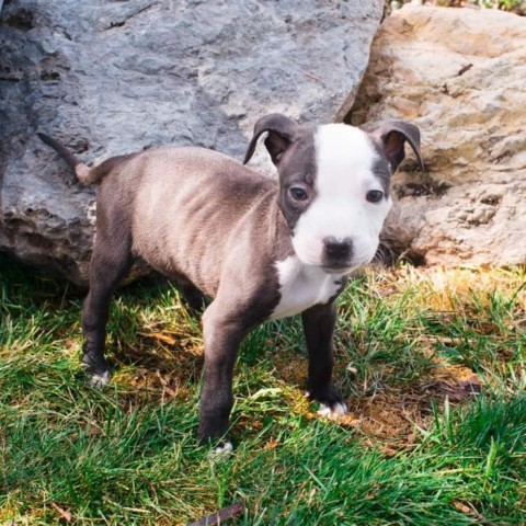 Tai, an adoptable Pit Bull Terrier in West Jordan, UT, 84084 | Photo Image 2