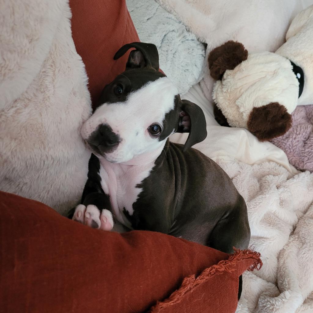 Tai, an adoptable Pit Bull Terrier in West Jordan, UT, 84084 | Photo Image 3