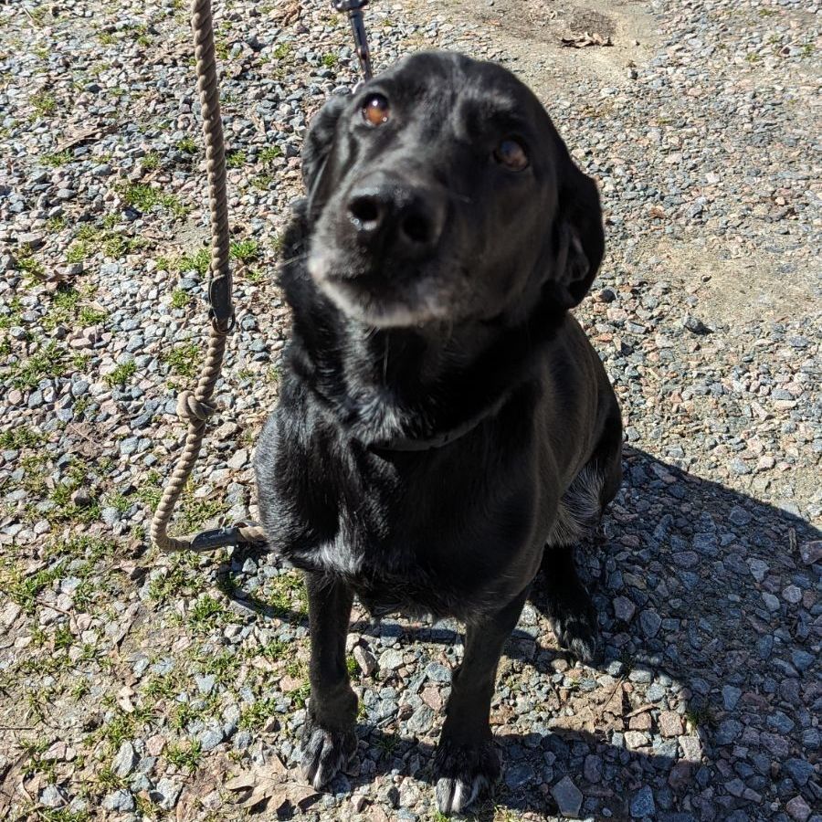 Dog for adoption - Amy , a Labrador Retriever in Richmond, VA | Petfinder