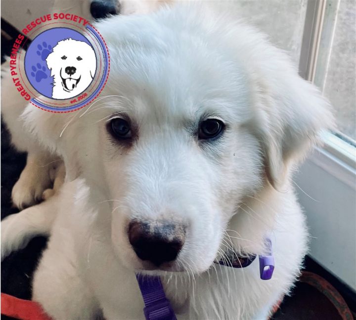 Samoyed great pyrenees mix hot sale puppy