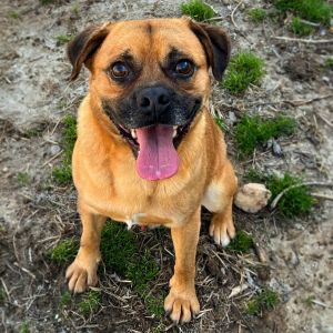 Petfinder puggle sale