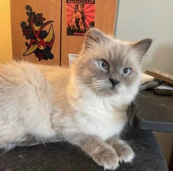 Mischa, an adoptable Himalayan, Domestic Short Hair in Fort Worth, TX, 76102 | Photo Image 2