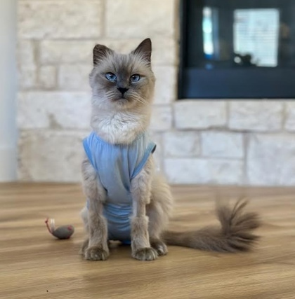Mischa, an adoptable Himalayan, Domestic Short Hair in Fort Worth, TX, 76102 | Photo Image 3