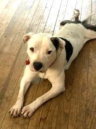 Jewel 4 years old 49 Pounds Fostering in Norwalk, CT
