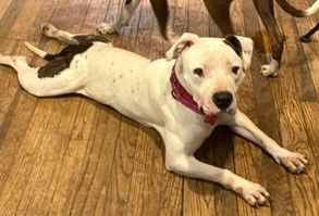 Jewel 4 years old 49 Pounds Fostering in Norwalk, CT