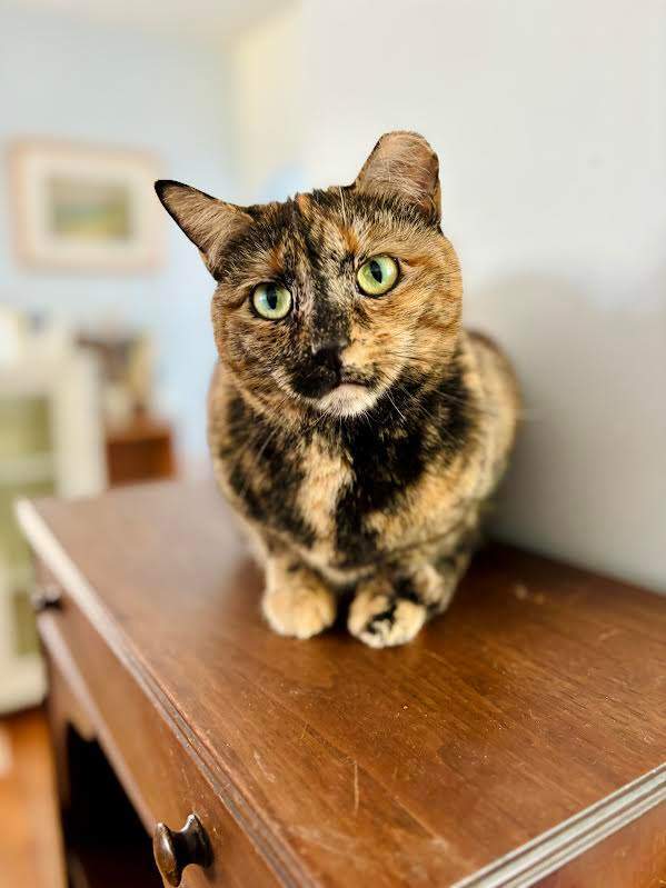 Gracie, an adopted Domestic Short Hair in Louisville, KY_image-1