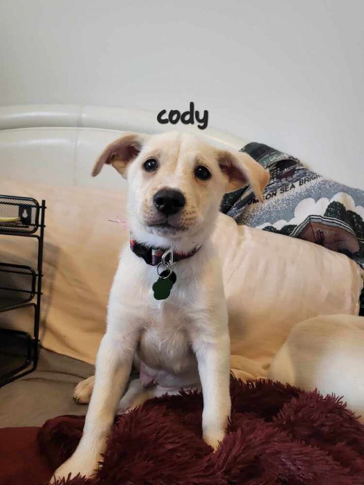 Cody 2