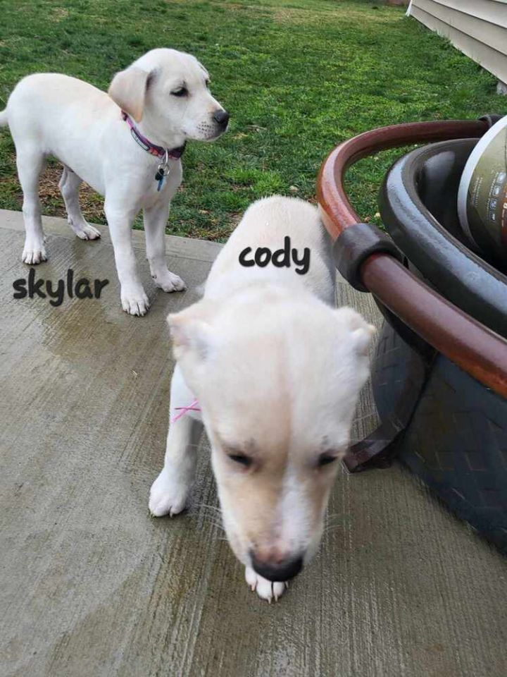 Cody 4