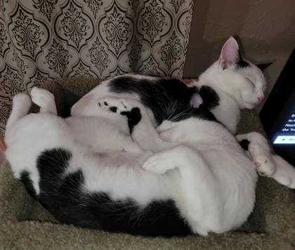 Moo-ma & Narwhal (Bonded Pair) 3