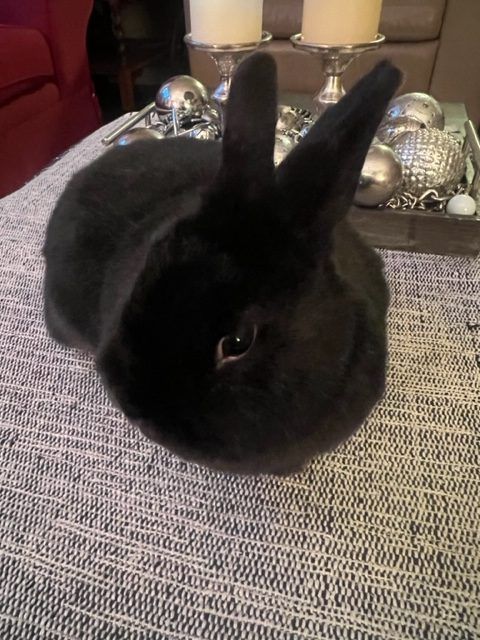 Chip (South Surrey), an adoptable Bunny Rabbit Mix in Vancouver, BC_image-2