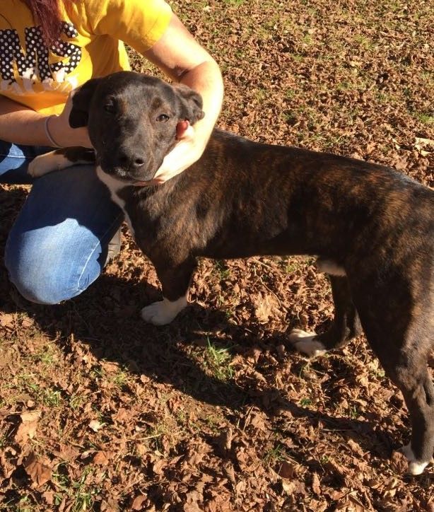 Joey, an adoptable Mountain Cur & Pit Bull Terrier Mix in Inez, KY_image-2