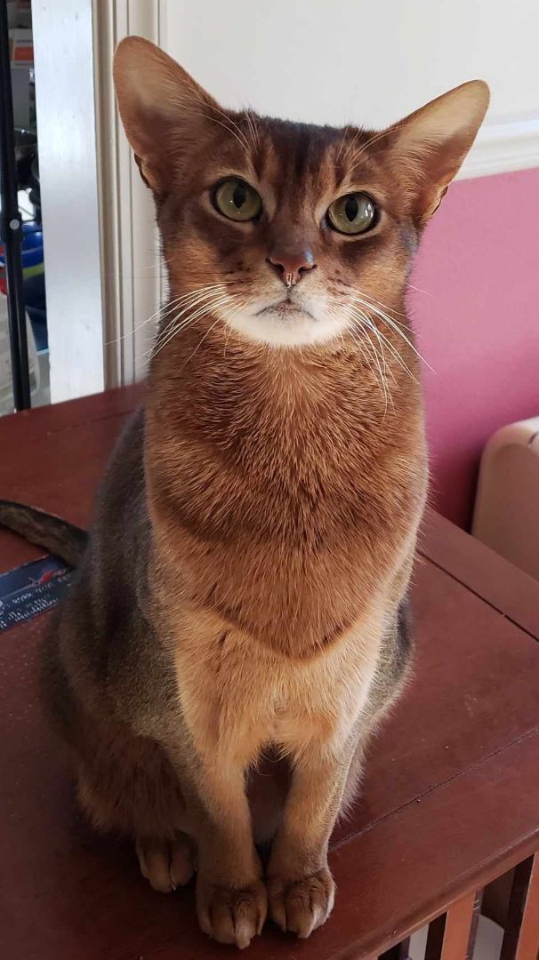 Ozzie, an adoptable Abyssinian in Kimberton, PA_image-2