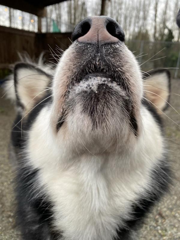 Kylo, an adoptable Alaskan Malamute & Siberian Husky Mix in Maple Ridge, BC_image-4