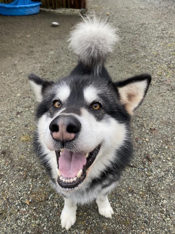 Kylo, an adoptable Alaskan Malamute & Siberian Husky Mix in Maple Ridge, BC_image-5