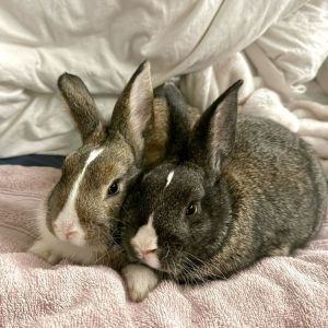 Coming Soon - Lilac & Pebble (bonded pair)