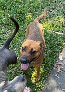 Nala, an adoptable Mixed Breed in Fern Park, FL_image-1