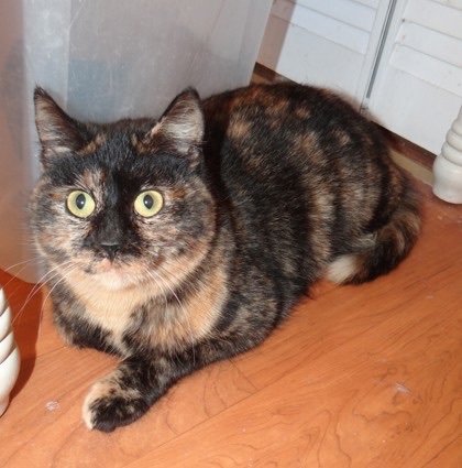 Pansy, an adopted Domestic Short Hair & Tortoiseshell Mix in Fairfield, IA_image-1