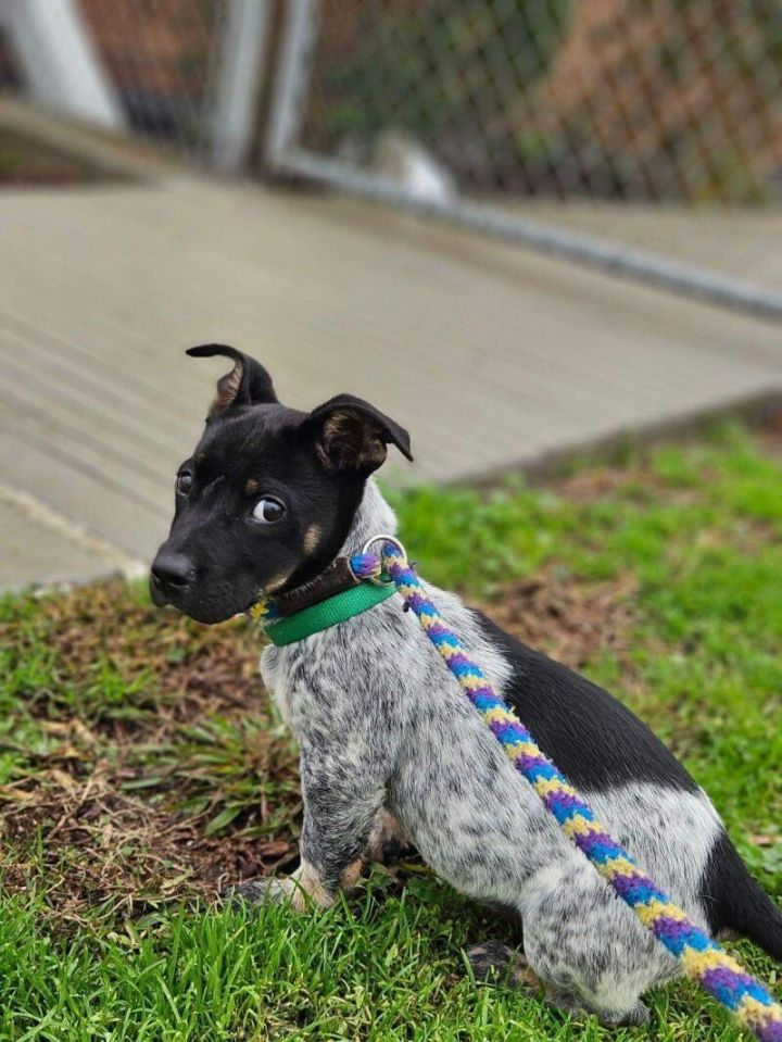 Cookie Bayou, an adoptable Cattle Dog Mix in Delta, BC_image-1