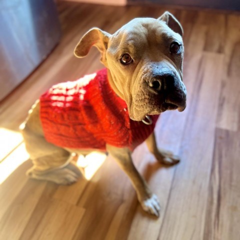 Sadie, an adoptable Pit Bull Terrier in Austin, TX_image-1