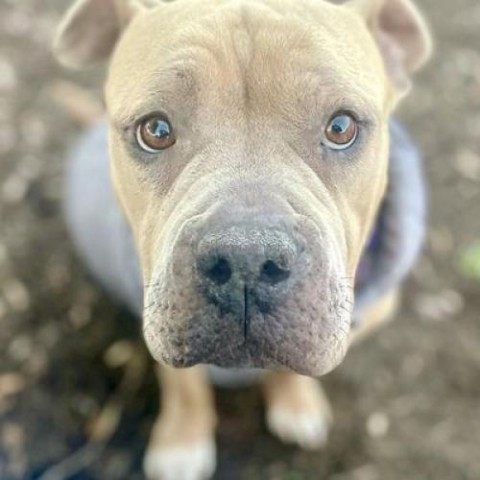 Sadie, an adoptable Pit Bull Terrier in Austin, TX_image-5