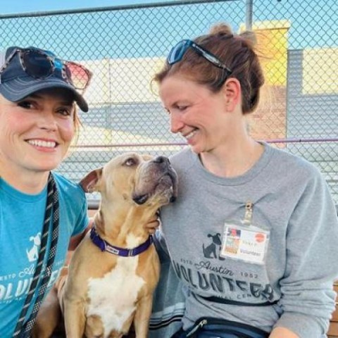 Sadie, an adoptable Pit Bull Terrier in Austin, TX_image-6