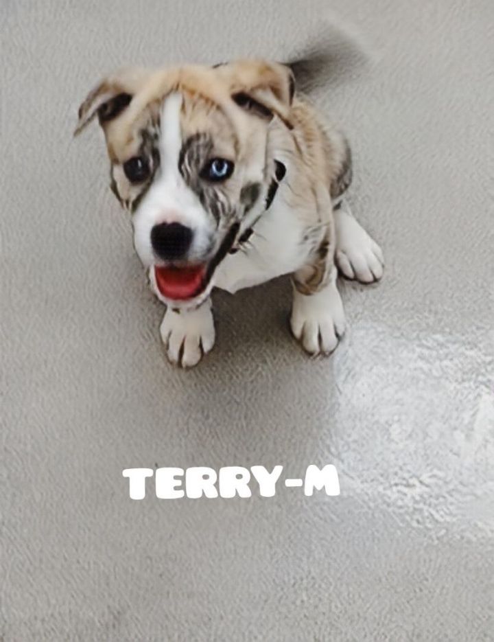 Terry 2