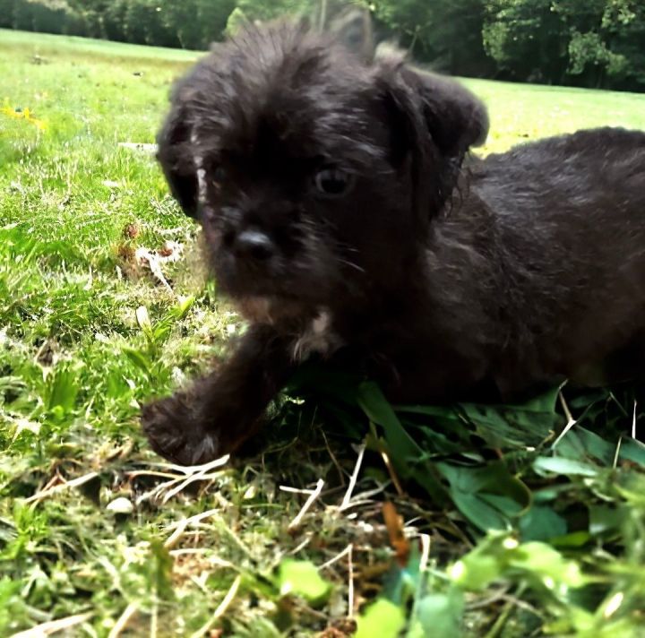 Pug and best sale havanese mix