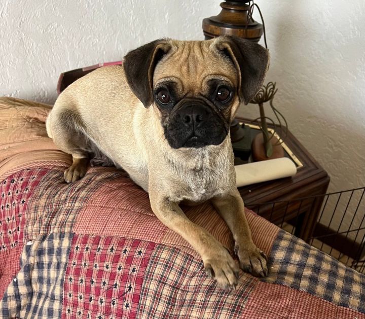 Pug and best sale havanese mix