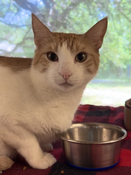 Harriet, an adoptable Domestic Short Hair in Leander, TX, 78641 | Photo Image 1