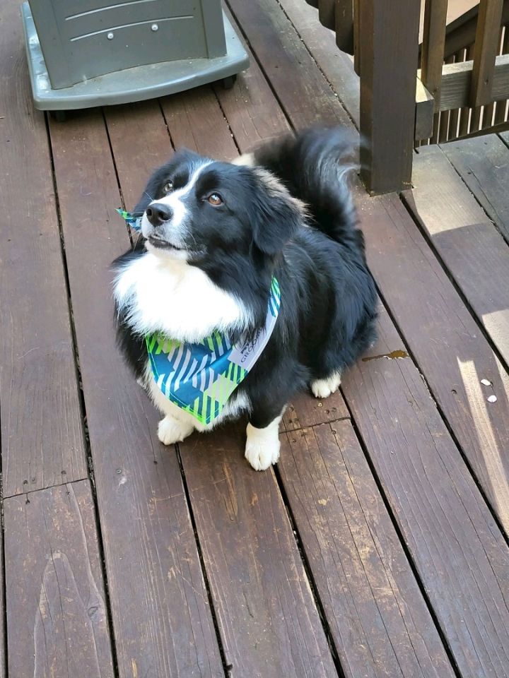 Border collie corgi mix best sale for adoption