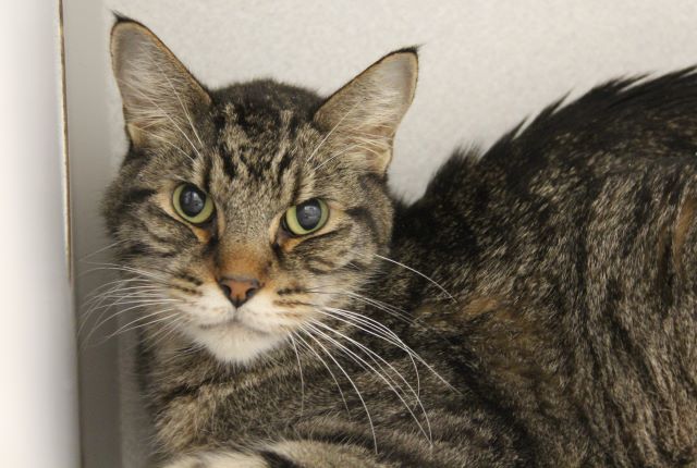 JARA*, an adoptable Domestic Short Hair in Tucson, AZ, 85745 | Photo Image 1