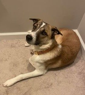 Anatolian shepherd cheap collie mix