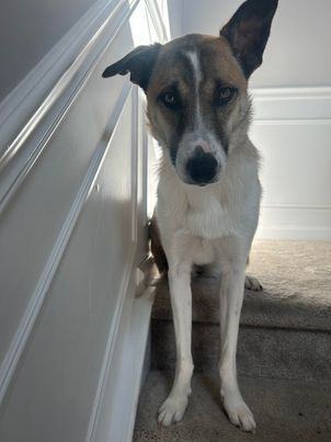 Anatolian shepherd sale border collie mix